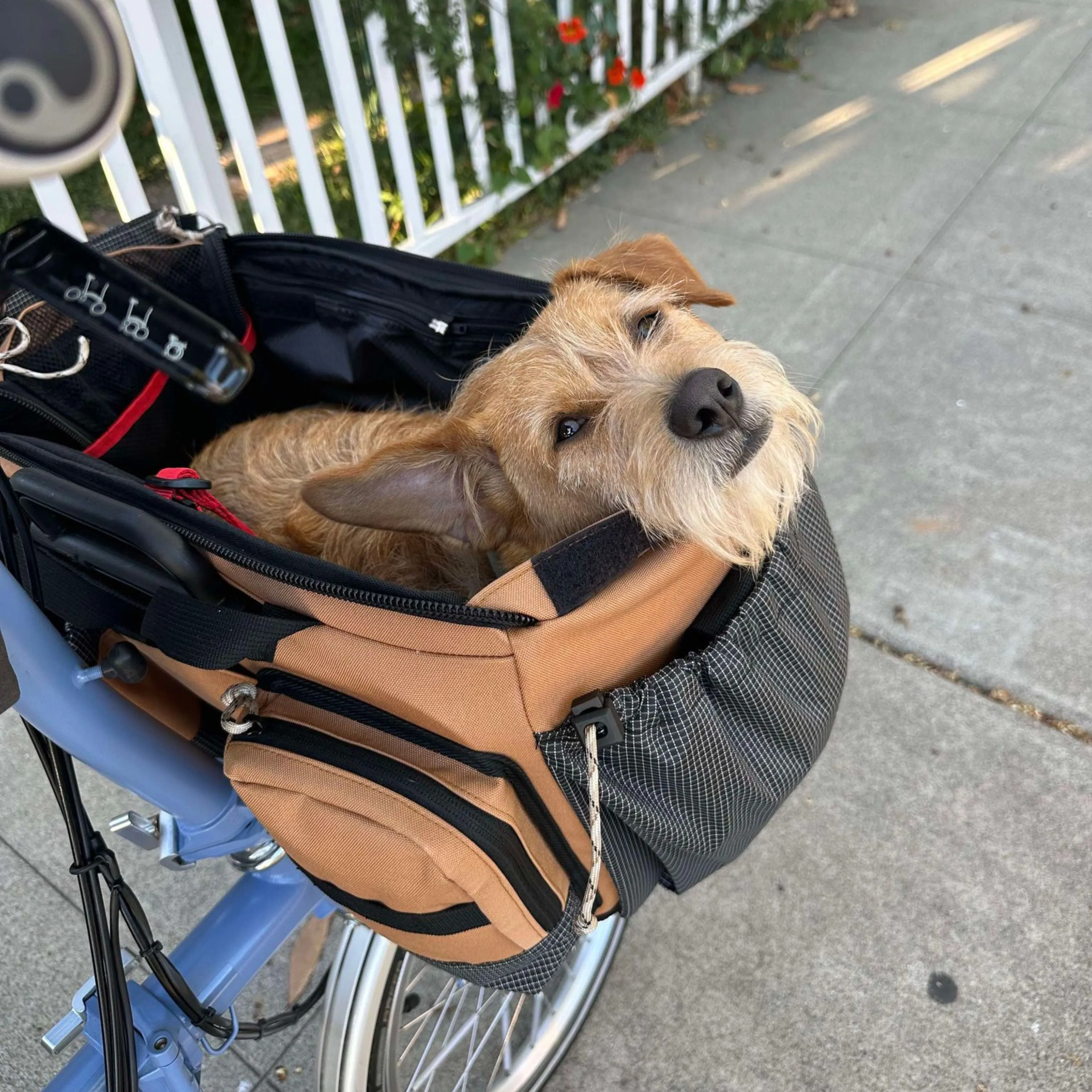 Caddy Pet Basket