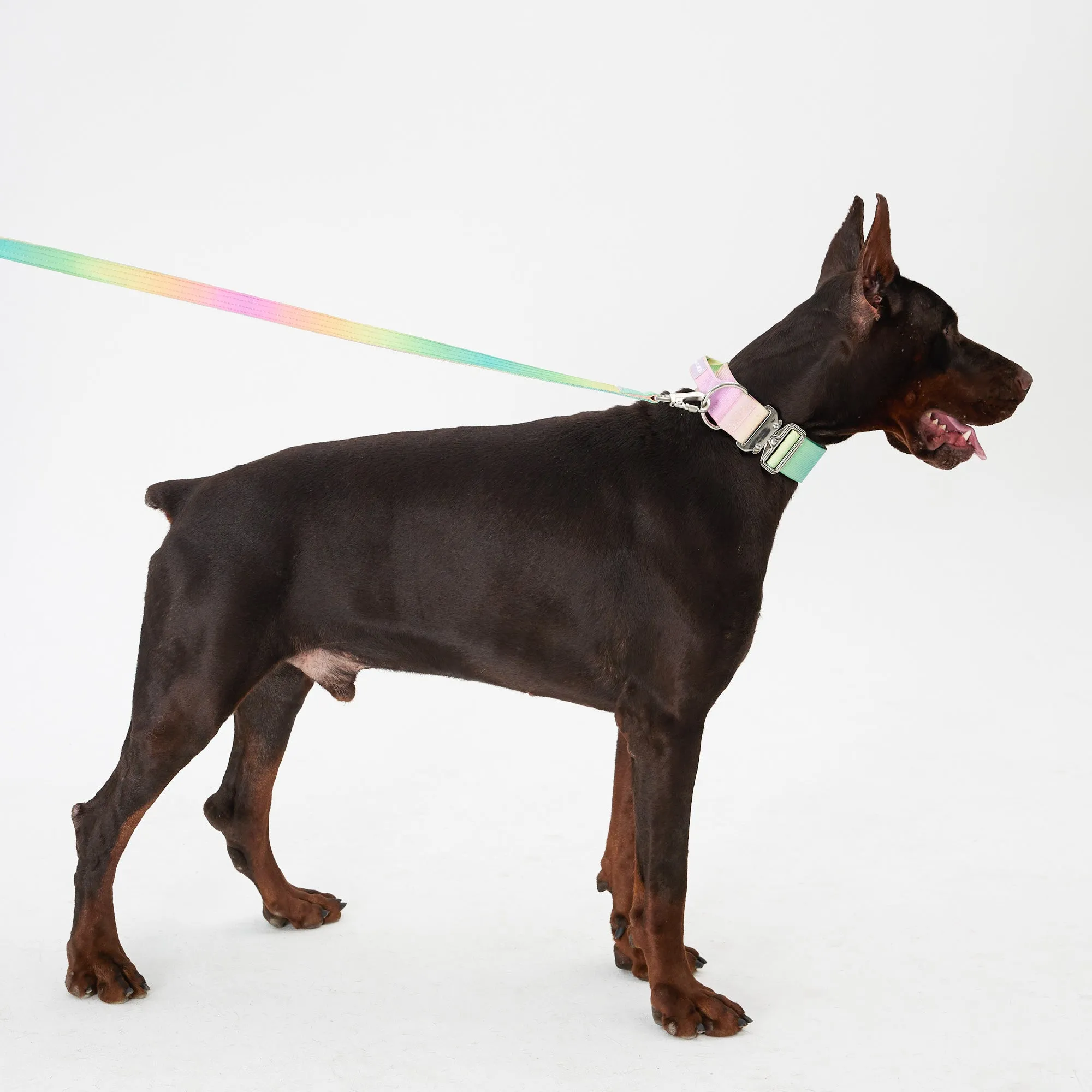 Complete Control Dog Collar - Candy