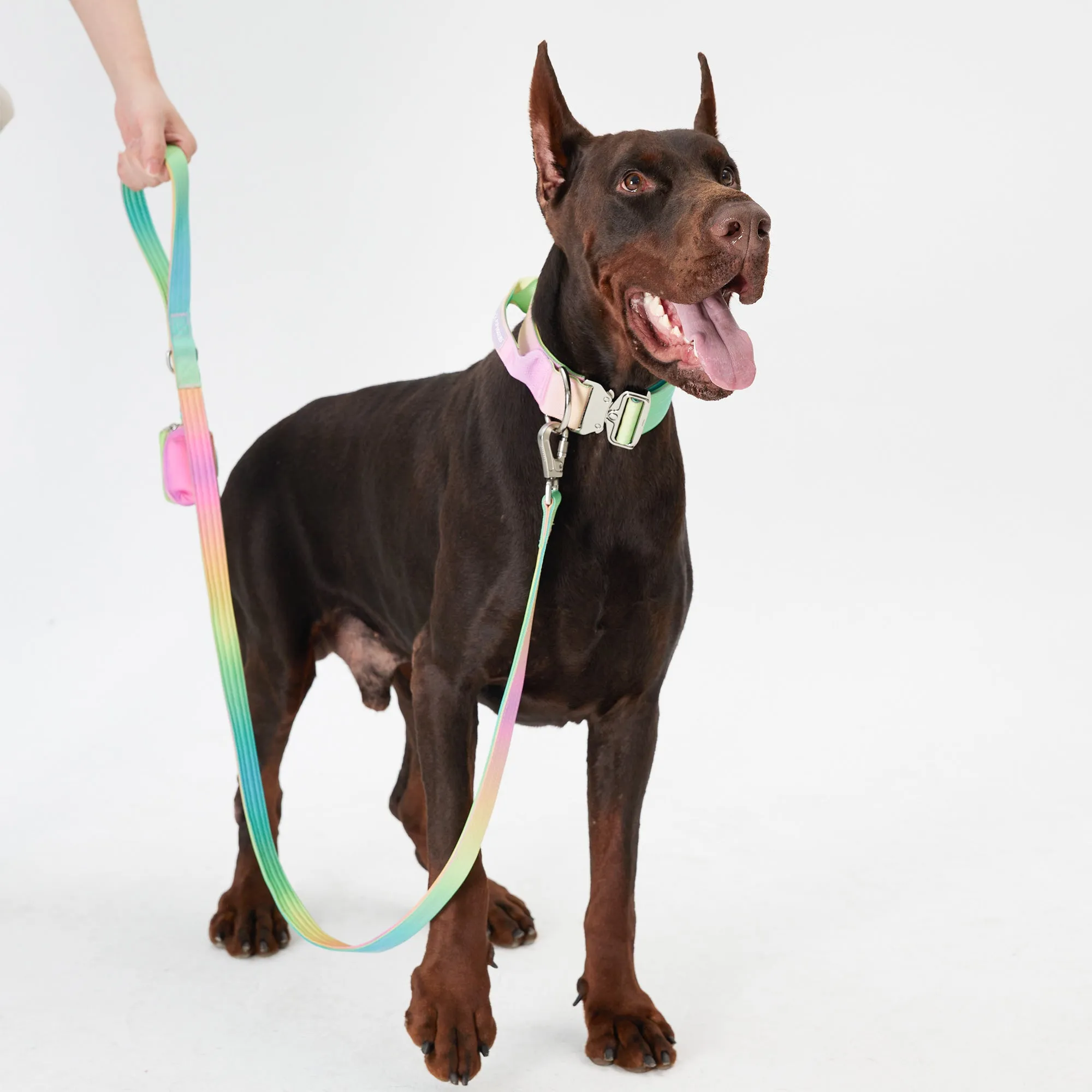 Complete Control Dog Collar - Candy