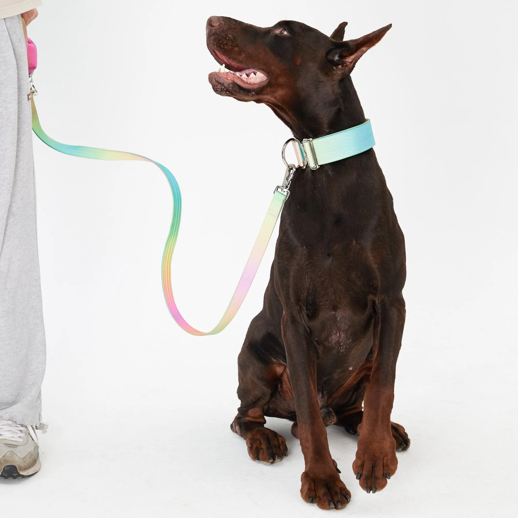 Complete Control Dog Collar - Candy