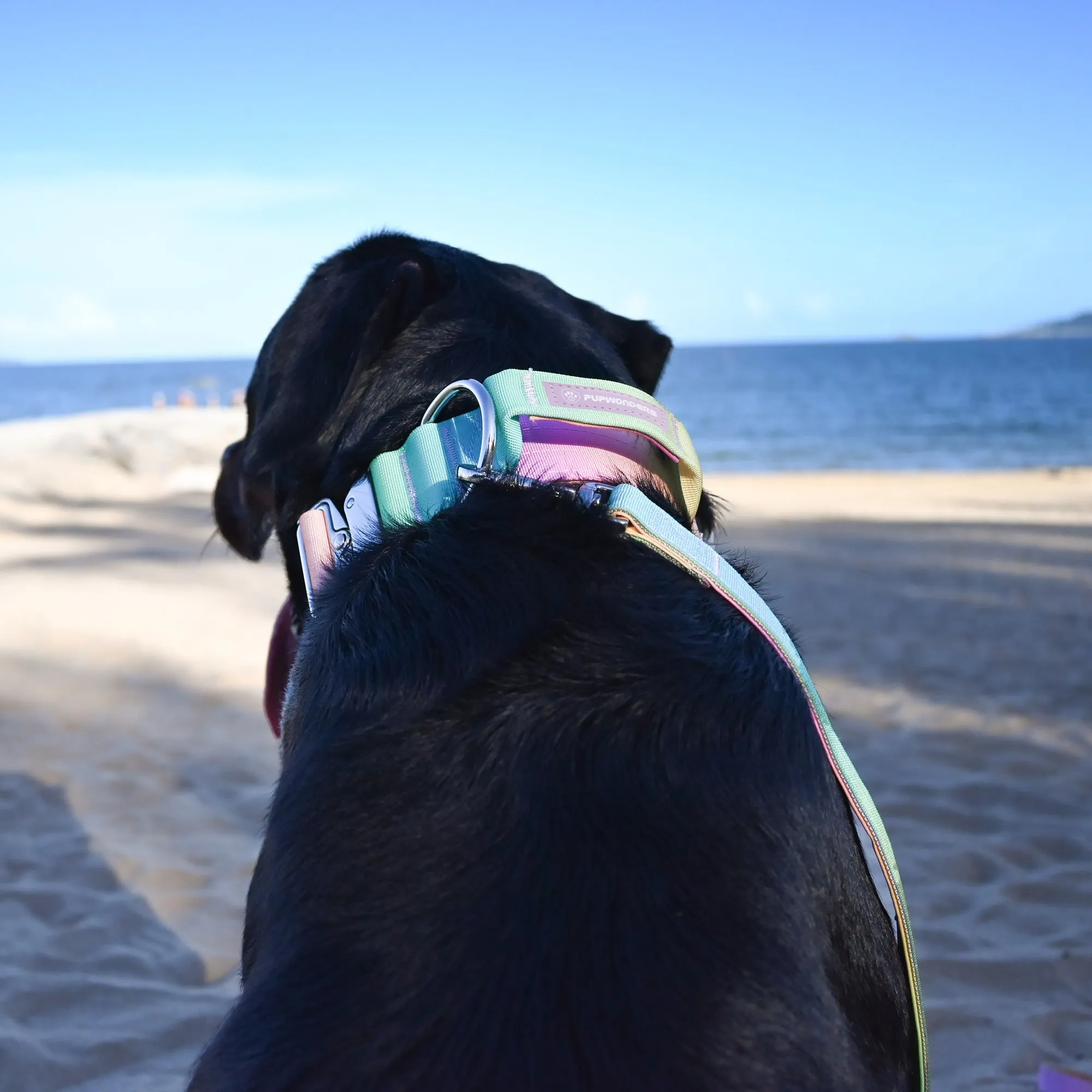 Complete Control Dog Collar - Candy