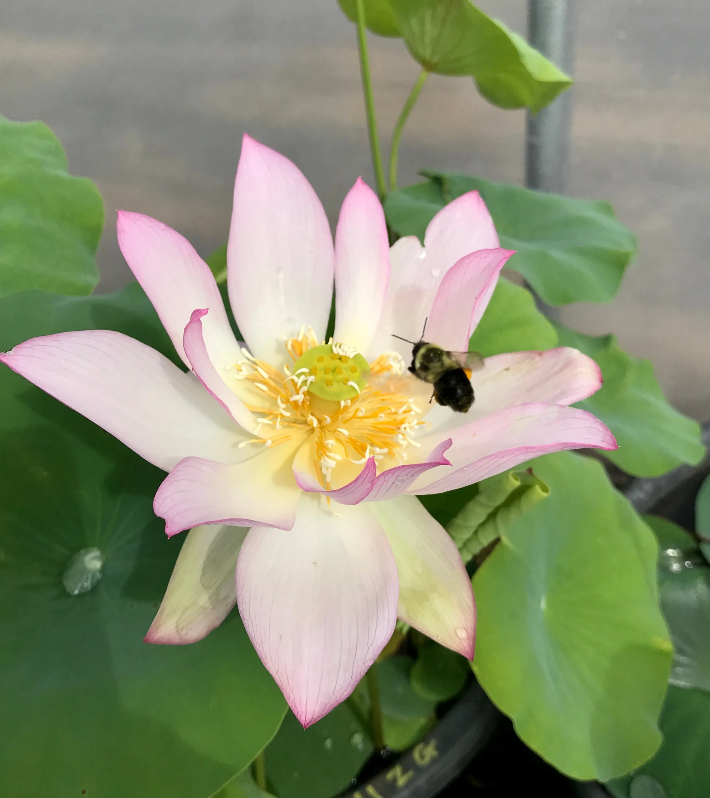 Light of Yaochi Lotus <br> Medium / Radiant blooms!