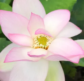 Light of Yaochi Lotus <br> Medium / Radiant blooms!